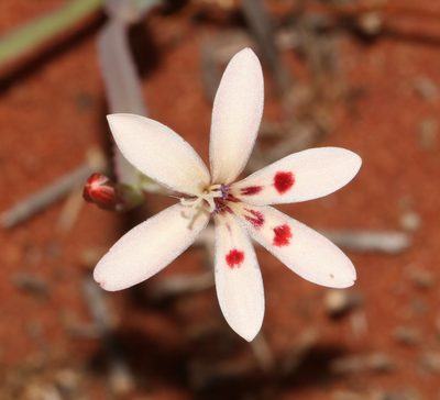 Lapeirousia arenicola, photographed by Brian du Preez