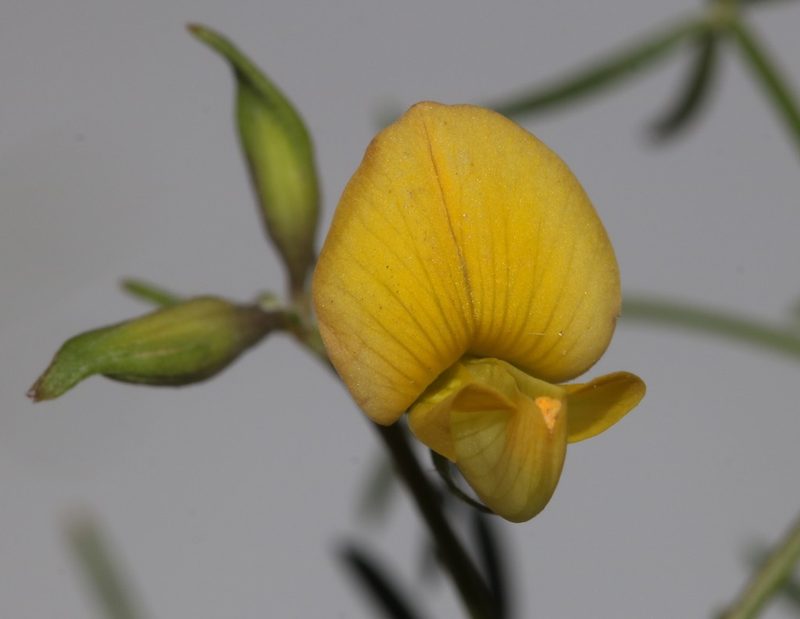 Leobordea digitata, photographed by Brian du Preez