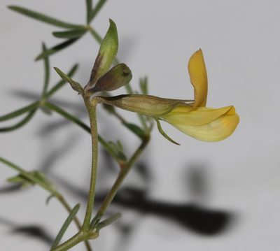 Leobordea digitata, photographed by Brian du Preez