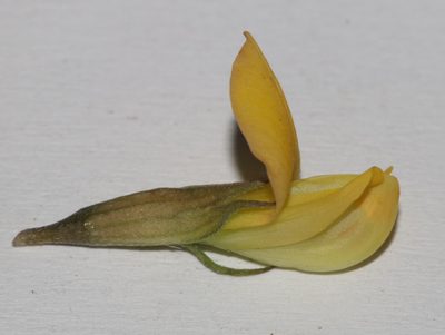 Leobordea digitata, photographed by Brian du Preez