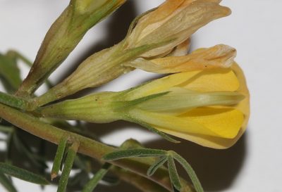 Leobordea digitata, photographed by Brian du Preez