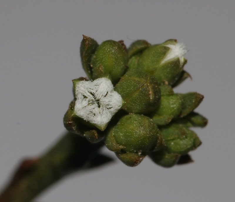 Thesium polycephalum, photographed by Brian du Preez