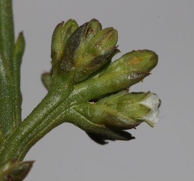 Thesium polycephalum, photographed by Brian du Preez