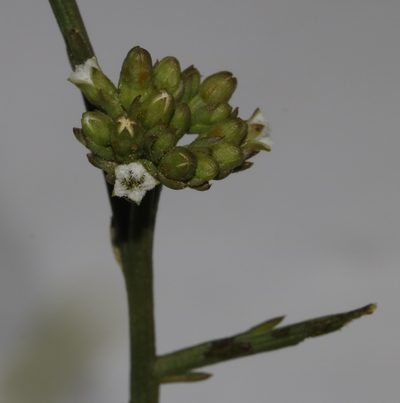 Thesium polycephalum, photographed by Brian du Preez