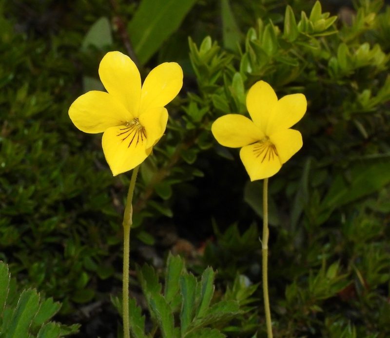 Viola magellanica, photographed by desertnaturalist