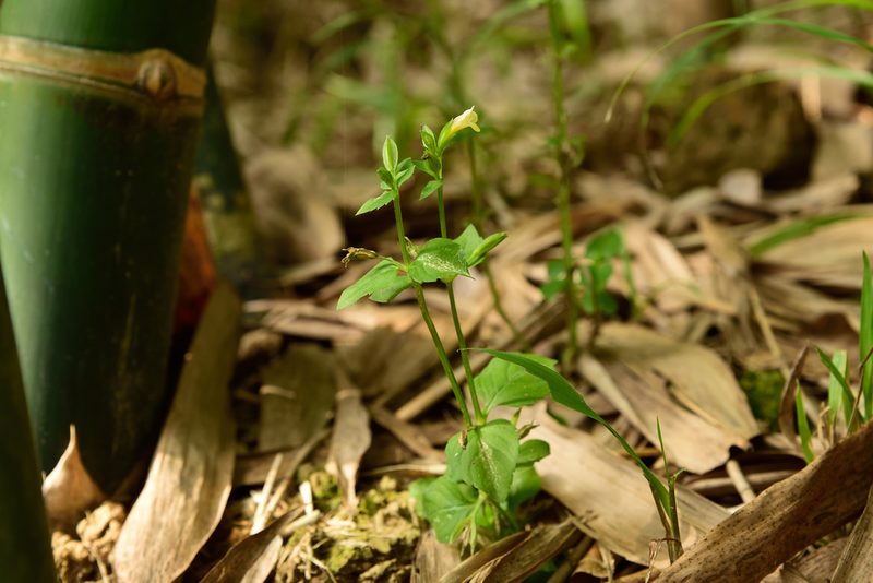 Torenia flava, photographed by 國立臺灣博物館