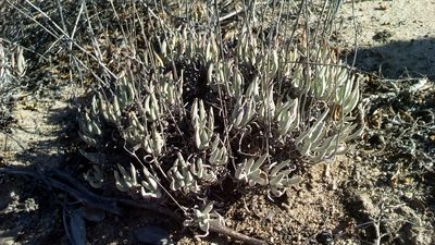 Dudleya attenuata, photographed by Alan Rockefeller