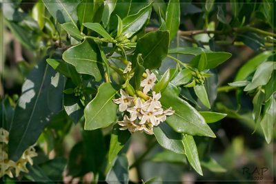 Cestrum euanthes, photographed by RAP