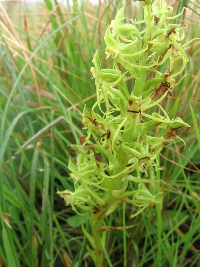 Habenaria lithophila, photographed by Peter Warren