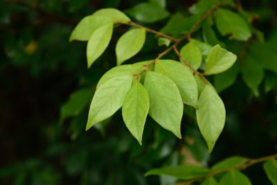 Lindera communis, photographed by 國立臺灣博物館