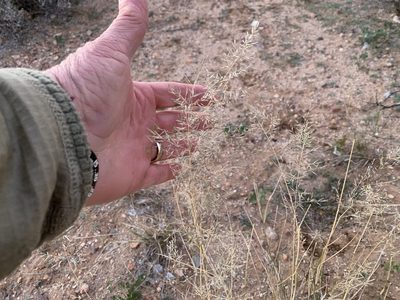Eragrostis lehmanniana, photographed by CK2AZ