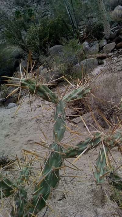 Cylindropuntia molesta, photographed by Alan Rockefeller
