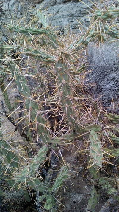 Cylindropuntia molesta, photographed by Alan Rockefeller