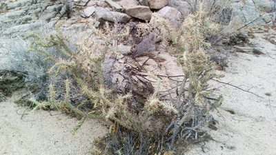 Cylindropuntia molesta, photographed by Alan Rockefeller