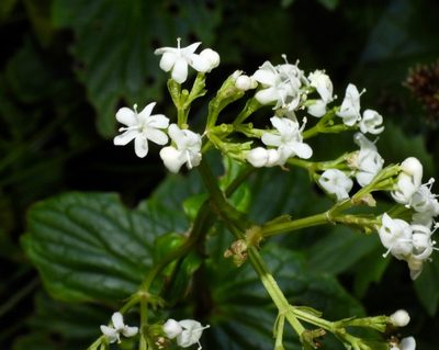 Valeriana lapathifolia, photographed by desertnaturalist
