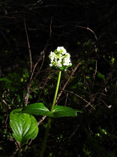 Valeriana lapathifolia, photographed by desertnaturalist