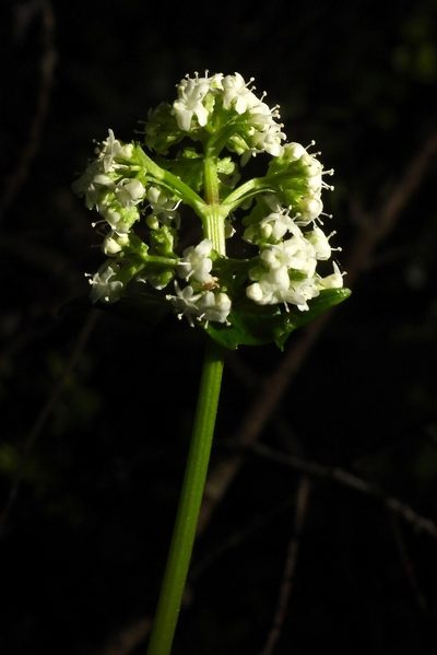 Valeriana lapathifolia, photographed by desertnaturalist