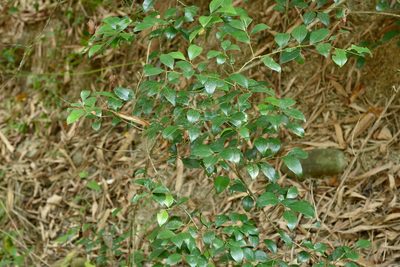 Lindera akoensis, photographed by 國立臺灣博物館