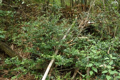 Lindera akoensis, photographed by 國立臺灣博物館