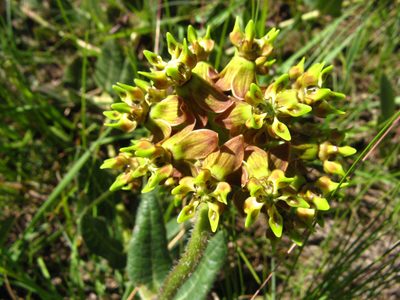 Asclepias macropus, photographed by Peter Warren
