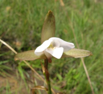 Eulophia ovalis, photographed by Peter Warren
