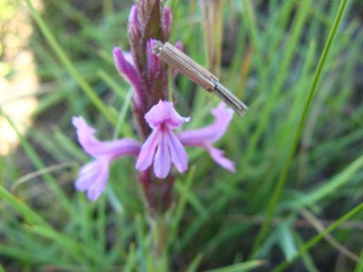 Striga bilabiata, photographed by Peter Warren