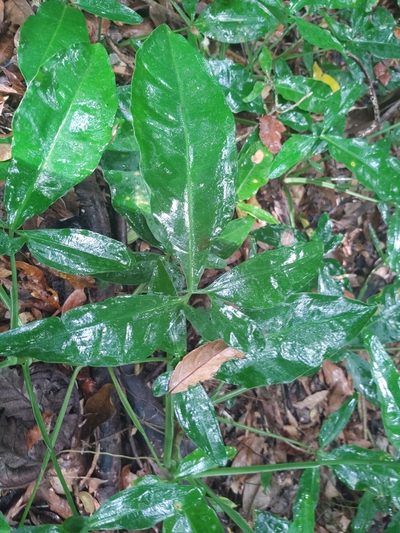 Syngonium auritum, photographed by peakaytea