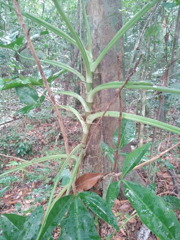 Syngonium auritum, photographed by peakaytea