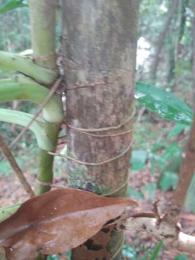 Syngonium auritum, photographed by peakaytea