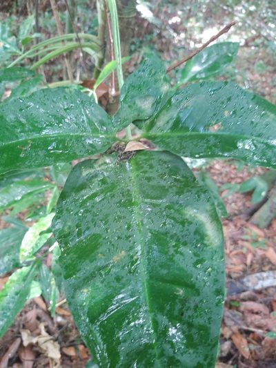 Syngonium auritum, photographed by peakaytea