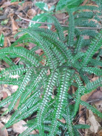 Adiantum pyramidale, photographed by peakaytea
