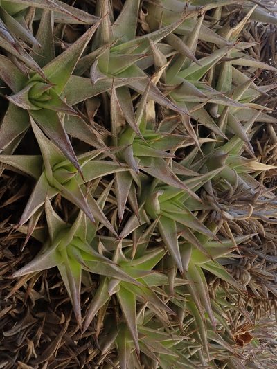 Deuterocohnia abstrusa, photographed by Nolan Exe