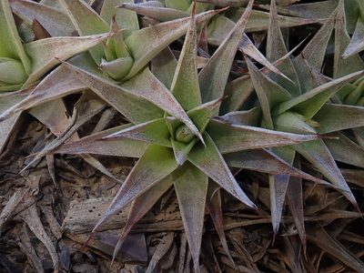 Deuterocohnia abstrusa, photographed by Nolan Exe