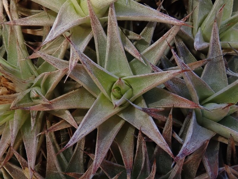 Deuterocohnia abstrusa, photographed by Nolan Exe