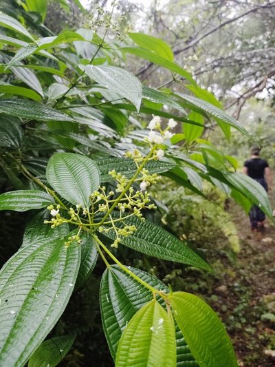 Miconia laevigata, photographed by peakaytea