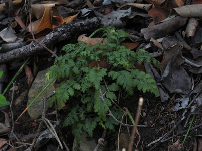 Asplenium rutifolium, photographed by Jeremy Gilmore