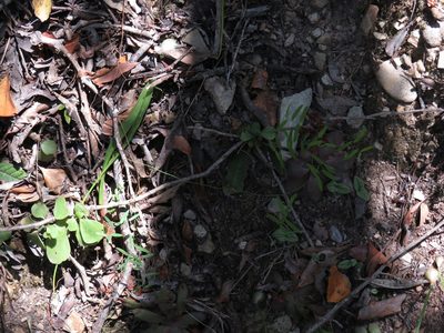 Asparagus volubilis, photographed by Jeremy Gilmore