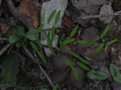 Asparagus volubilis, photographed by Jeremy Gilmore