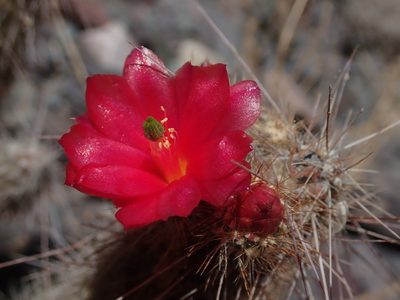 Austrocylindropuntia shaferi, photographed by Nolan Exe