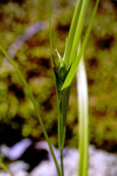 Carex backii, photographed by Allan Harris