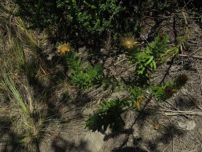 Oedera calycina, photographed by Jeremy Gilmore