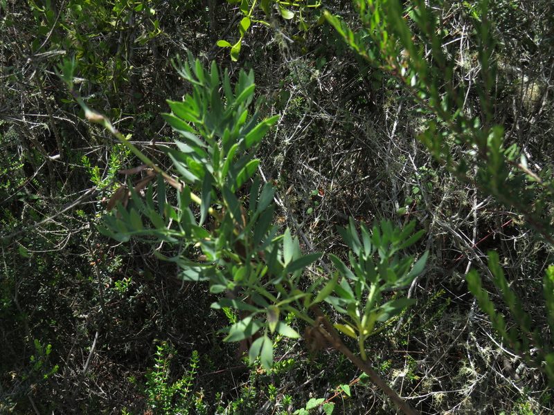 Notobubon laevigatum, photographed by Jeremy Gilmore