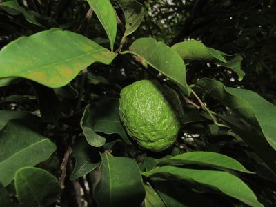 Annona rugulosa, photographed by Kahio Tiberio Mazon