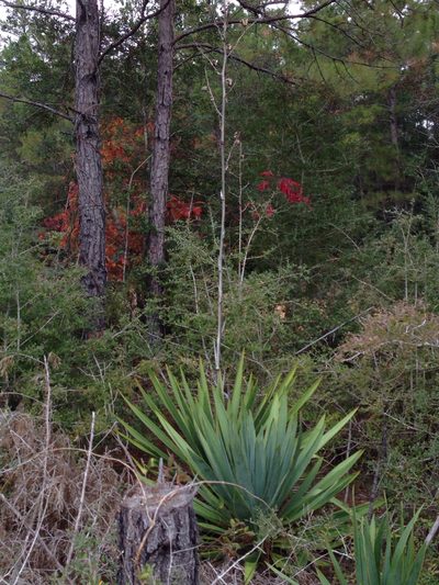 Yucca cernua, photographed by Kyle Copas