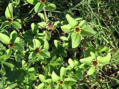 Sanvitalia ocymoides, photographed by johnyochum