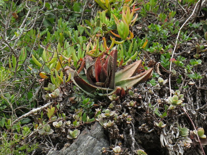 Gasteria polita, photographed by Jeremy Gilmore
