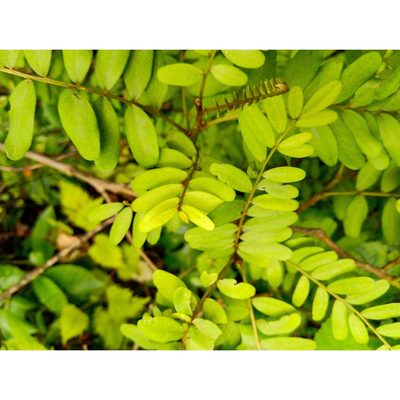Sophora tetraptera, photographed by Courtney Tregurtha-Nairn