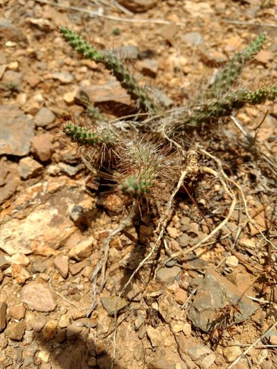 Opuntia pumila, photographed by Diana Fuentes