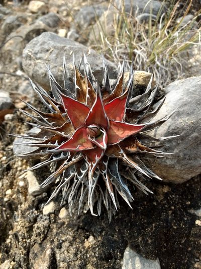 Agave convallis, photographed by Diana Fuentes