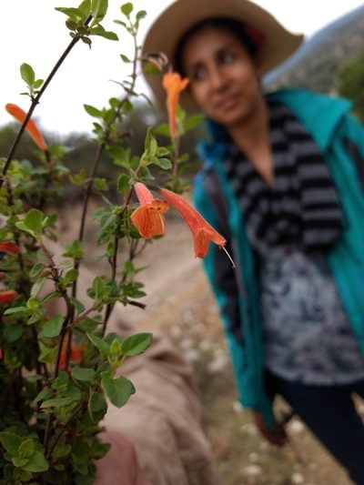 Clinopodium mexicanum, photographed by Diana Fuentes